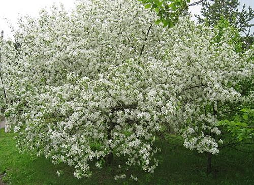 Яблоня ягодная