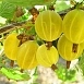 Крыжовник 'Куршу дзинтарс'