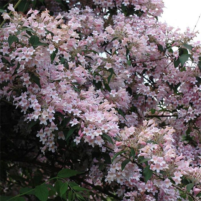 Кольквиция прелестная 'Пинк Клоуд'