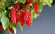 Лимонник китайский 'Миф'