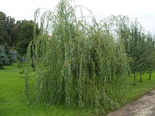 Ива 'Плакучий Гном'