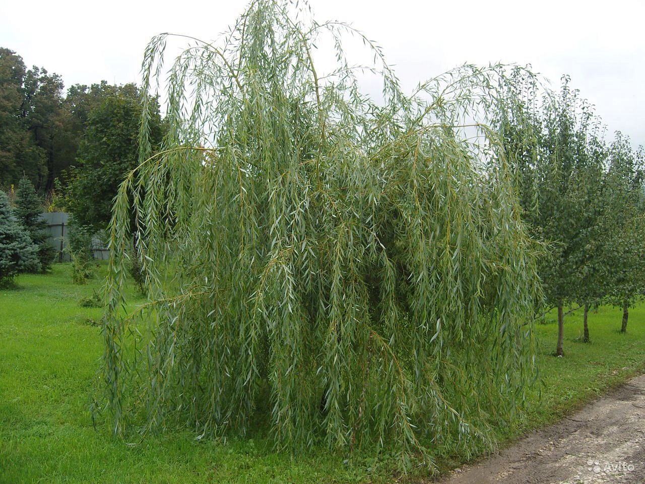 Ива 'Плакучий Гном'