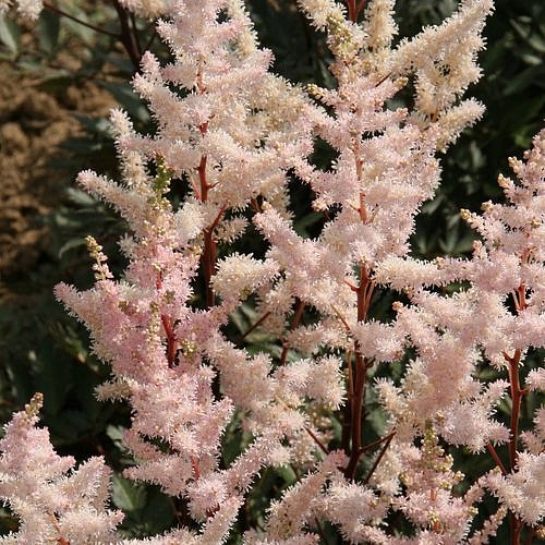 Астильба Арендса 'Броунзлауб' (кремово - розовая)