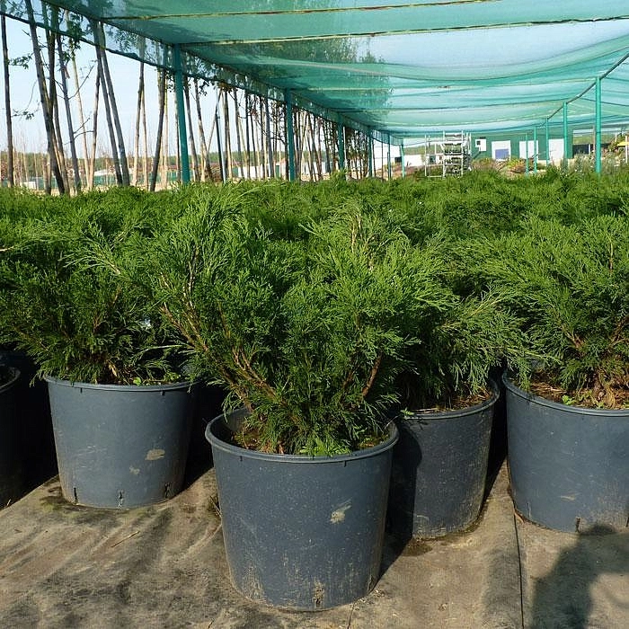 Можжевельник казацкий
