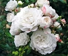 Роза 'Кристал Фейри' (флорибунда, почвопокровня) (белая)