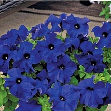 Петуния (сурфиния) гибридная 'Тритуния Блю' (синяя)