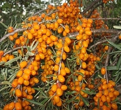 Облепиха 'Алтайская'