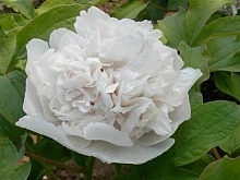 Пион древовидный (cнежная крепость) 'Ксуе Та' (белый)