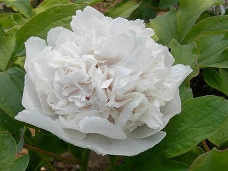 Пион древовидный (cнежная крепость) 'Ксуе Та' (белый)