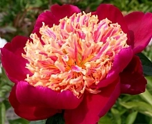 Пион молочноцветковый 'Сворд Дэнс'