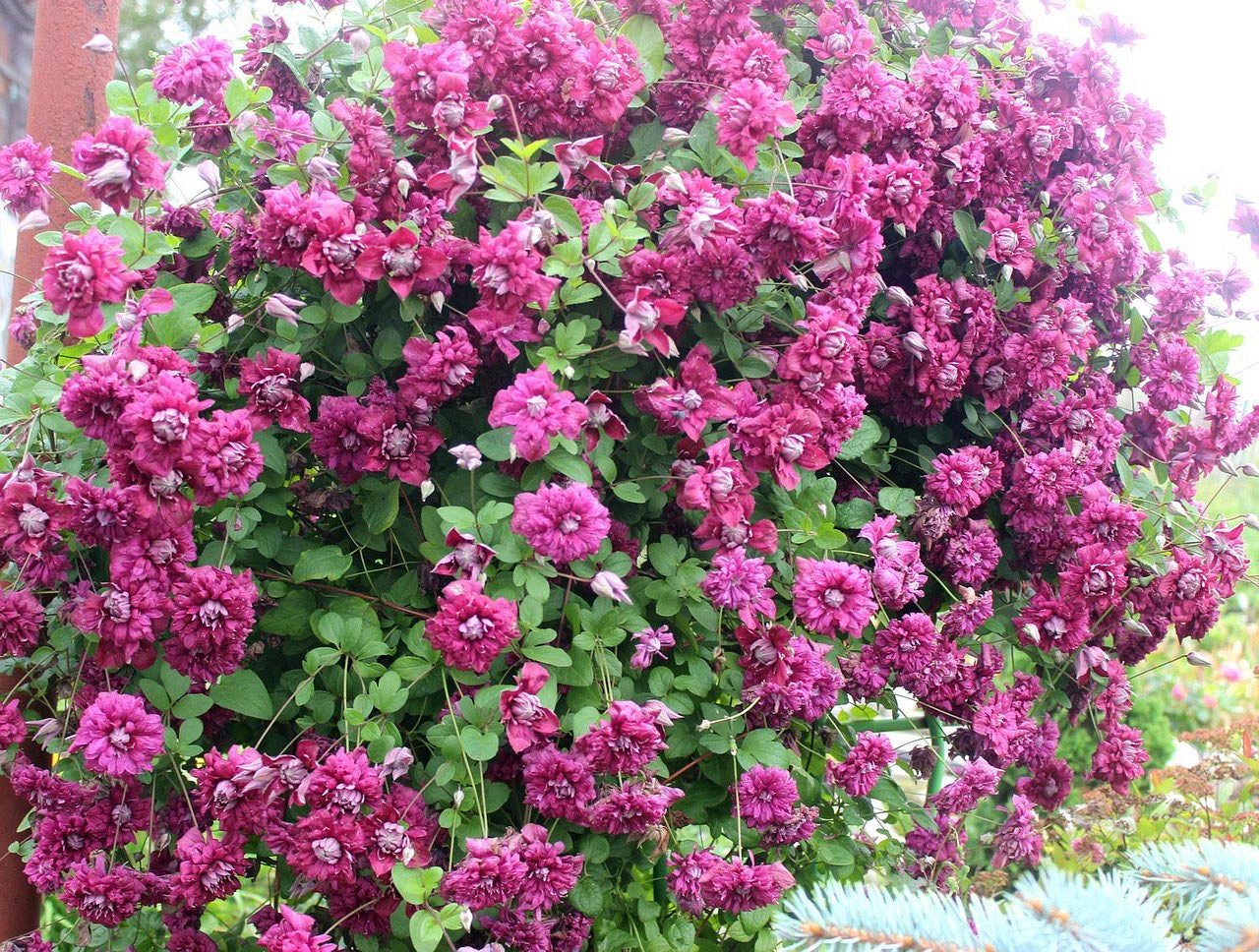 Клематис 'Пурпуреа Плена Элеганс'