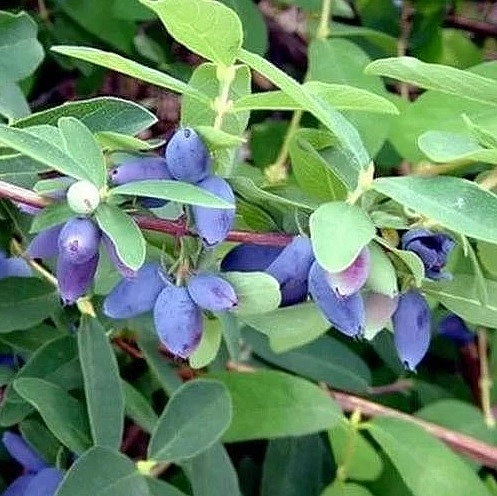 Жимолость съедобная 'Павловская'