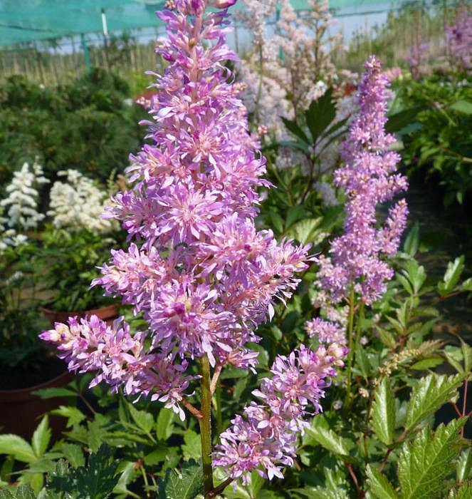 Астильба японская Пич Блоссом