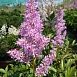 Астильба японская Пич Блоссом