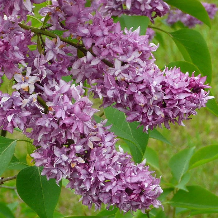 Сирень обыкновенная 'Мадам Энтони Бюхнер' (фиолетовая)
