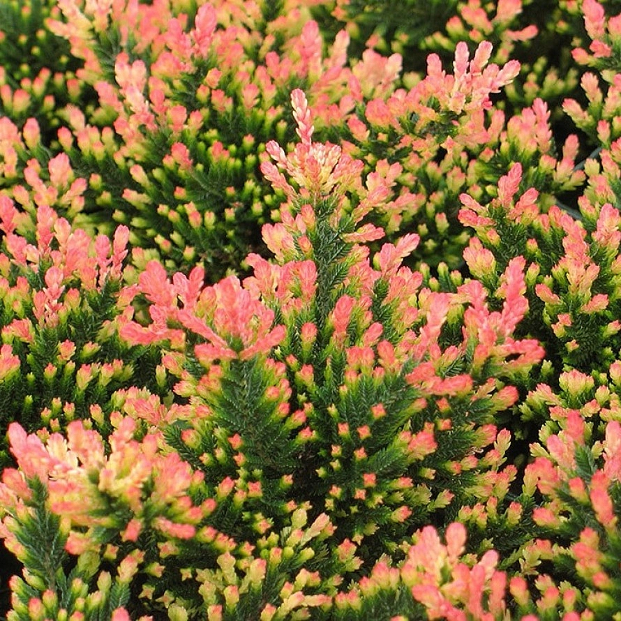 Вереск обыкновенный 'Спринг Точ'