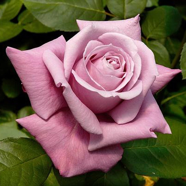 Роза 'Шарль де Голь' (чайно-гибридная) (розово - лиловая)