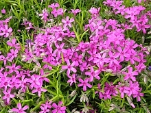 Флокс шиловидный 'Темискаминг'