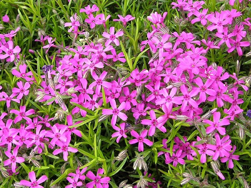 Флокс шиловидный 'Темискаминг'