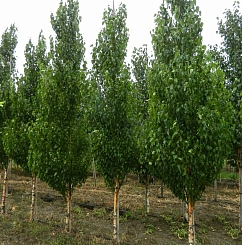 Береза повислая 'Фастигиата'