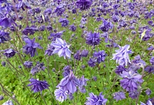 Аквилегия гибридная (водосбор) 'МакКаны Барлоу Блю'