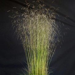 Луговик дернистый (щучка) 'Пикси Фонтан' Луговик дернистый (щучка) 'Пикси Фонтан'