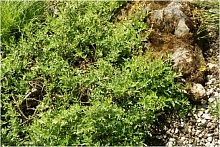 Ива ползучая