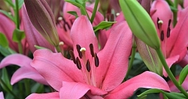 Лилия 'Асьерто' (розовая)