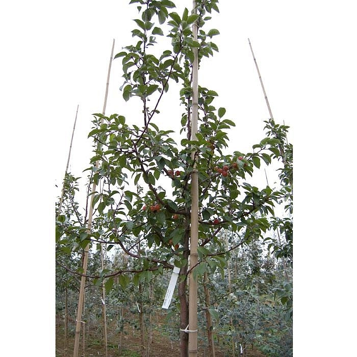 Яблоня декоративная 'Эверест'