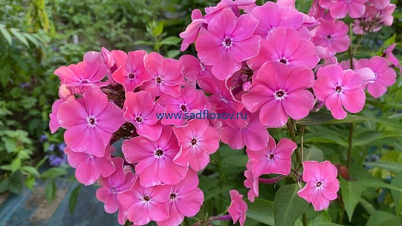 Флокс метельчатый 'Императрица' (розовый)