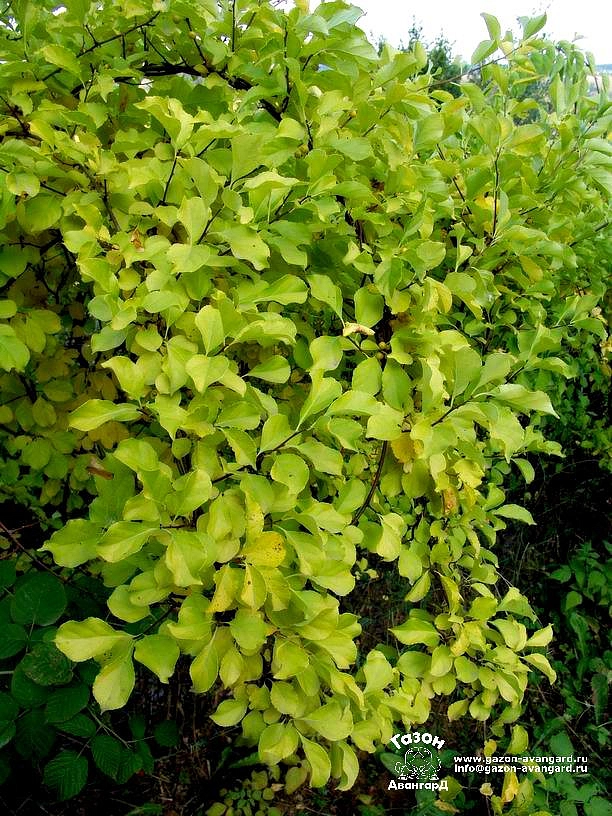 Древогубец