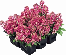 Алиссум морской (Лобулярия) 'Исте Боннет Дип Роуз'