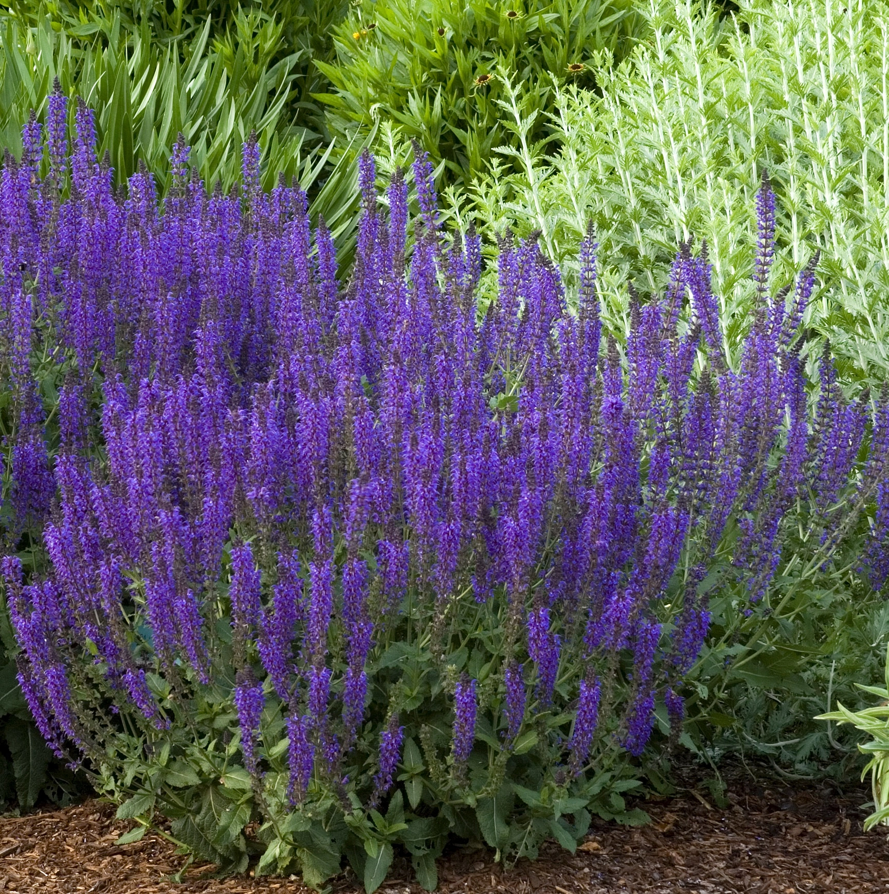 Сальвия дубравная (Шалфей) 'Блаукенигин'