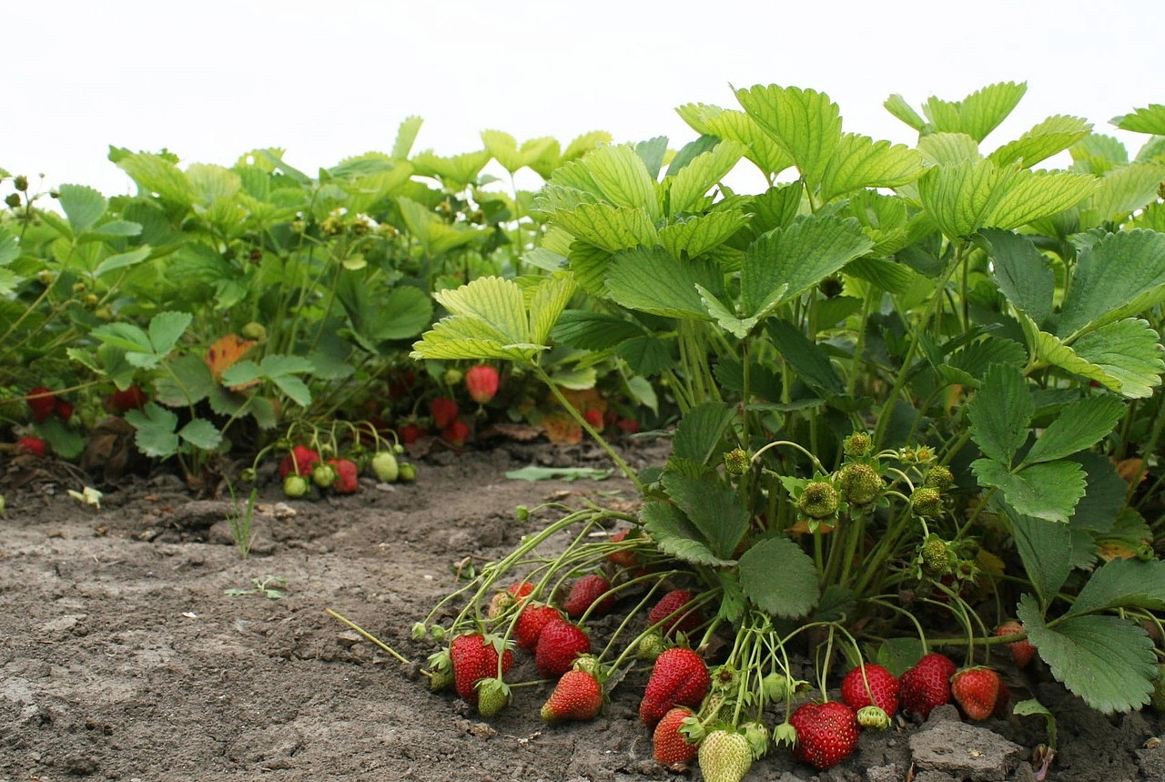 Земляника (клубника) 'Полка'