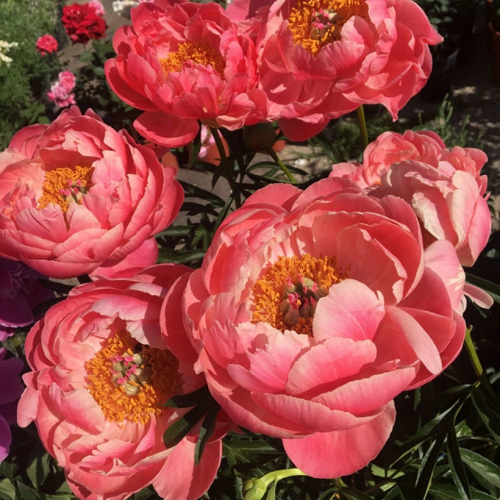 Пион молочноцветковый 'Корал Шарм' (коралловый)