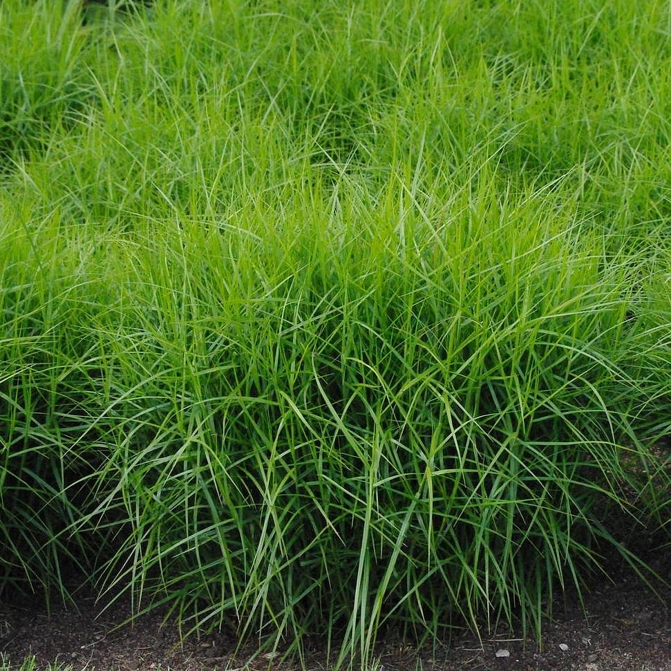 Осока пальмолистная