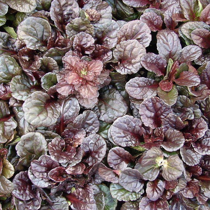 Живучка (аюга) пурпурная