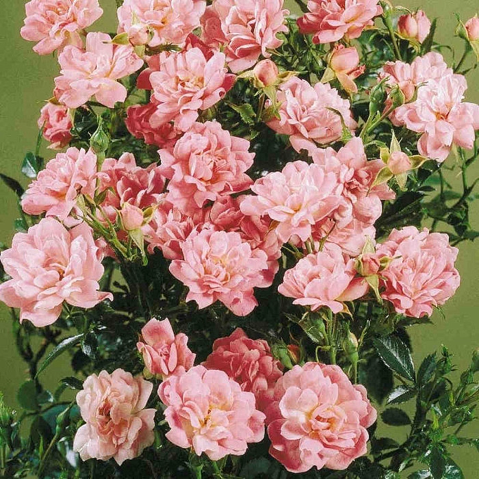 Роза 'Изи Кавер' (почвопокровная, миниатюрная) (розовая)