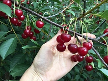 Вишня обыкновенная 'Морель Брянская'