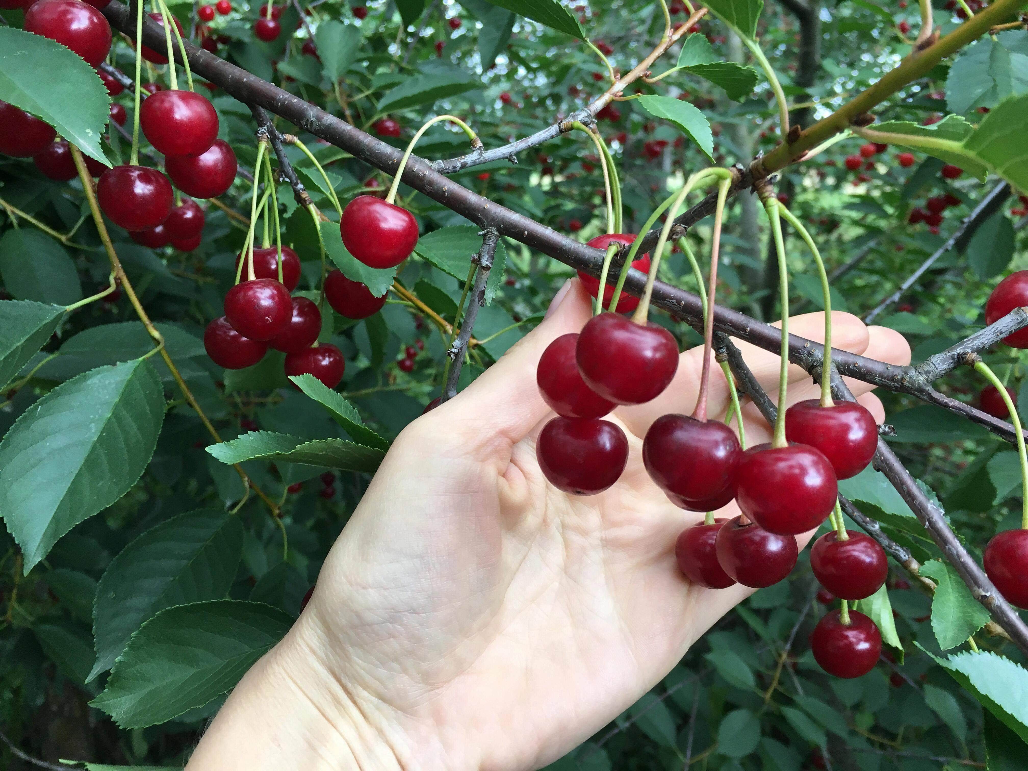 Вишня обыкновенная 'Морель Брянская'