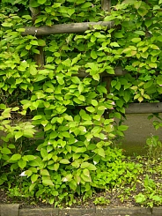 Актинидия Коломикта 'Длиннокистистная'