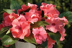 Бальзамин новогвинейский 'Рококо' (смесь)