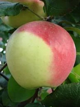 Яблоня домашняя 'Анис Свердловский'