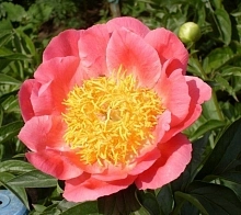 Пион молочноцветковый 'Корал н Голд'