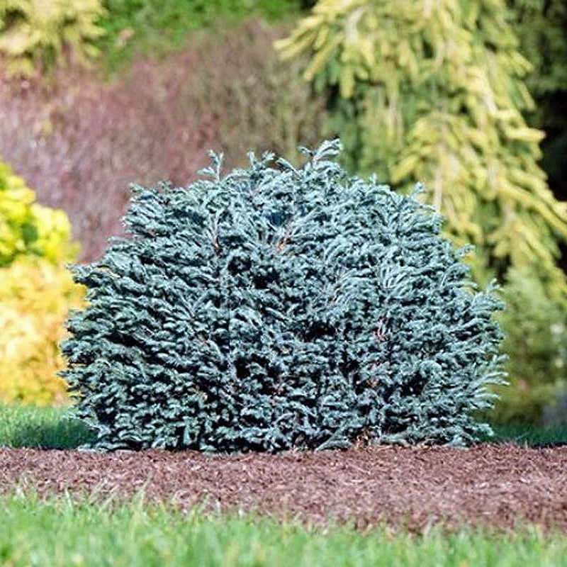 Кипарисовик горохоплодный 'Блу Мун'