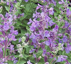 Котовник Фассена 