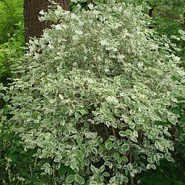 Чубушник венечный Вариегатус