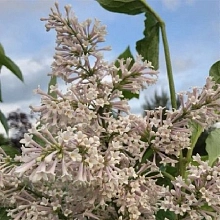 Сирень Престон 'Телимена' (светло-розовая)