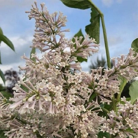 Сирень Престон 'Телимена' (светло-розовая)