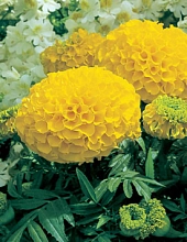 Тагетес (бархатцы) прямостоячий 'Антигуа Голд' (золотисто-желтый)